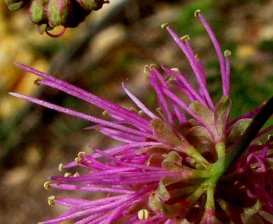 Pink Mimosa, MIMOSA BOREALIS, close-up of individual flower