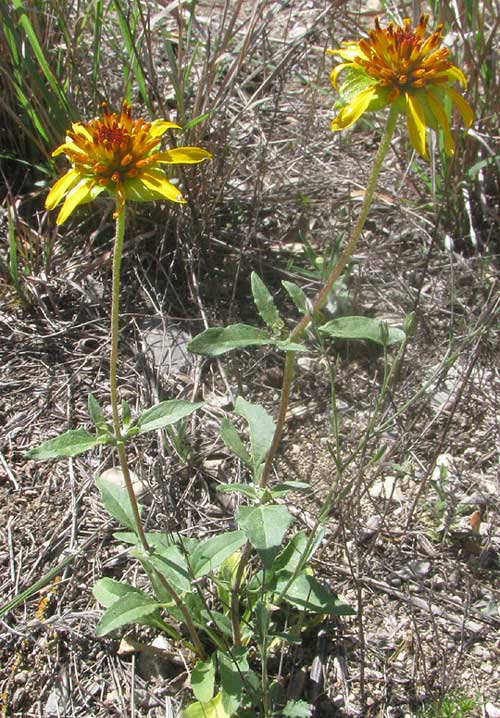 Squarebud Daisy or Nerve-ray, TETRAGONOTHECA TEXANA