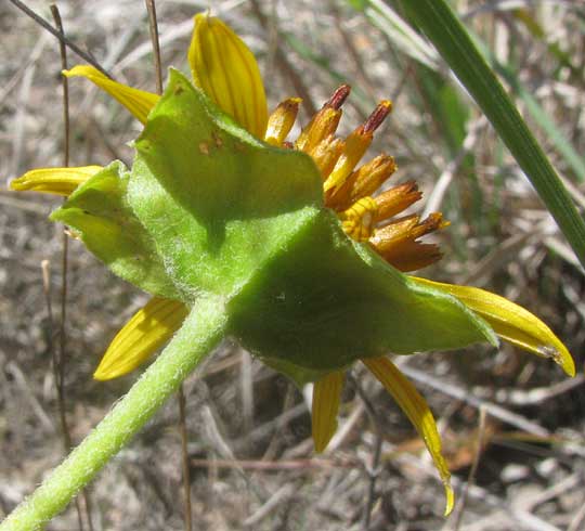 Squarebud Daisy or Nerve-ray, TETRAGONOTHECA TEXANA, focusing on collar of fused bracts