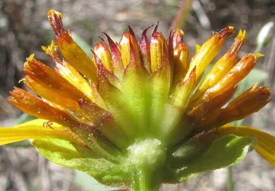 Squarebud Daisy or Nerve-ray, TETRAGONOTHECA TEXANA, longitudinal view of flower head
