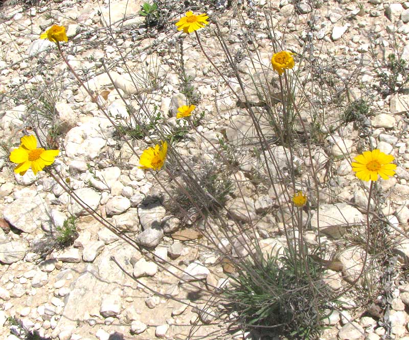 Four-nerve Daisy, TETRANEURIS SCAPOSA