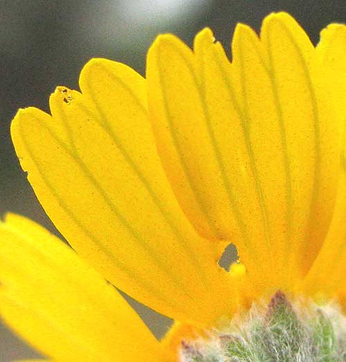 Four-nerve Daisy, TETRANEURIS SCAPOSA, showing nerves on ligules