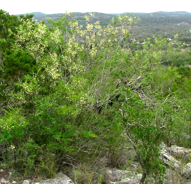 Guajillo Acacia, ACACIA BERLANDIERI, flowering tree