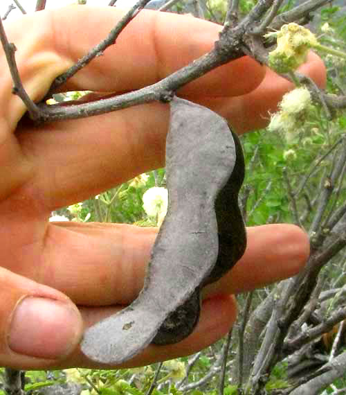 Guajillo Acacia, ACACIA BERLANDIERI, old legume shell on tree