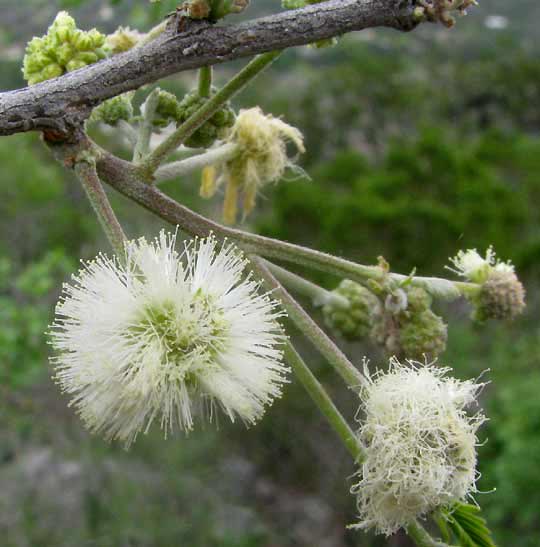 Guajillo Acacia, ACACIA BERLANDIERI, flower heads