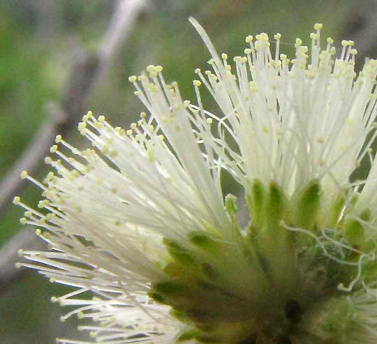 Guajillo Acacia, ACACIA BERLANDIERI, close-up showing many stamens arising from each flower