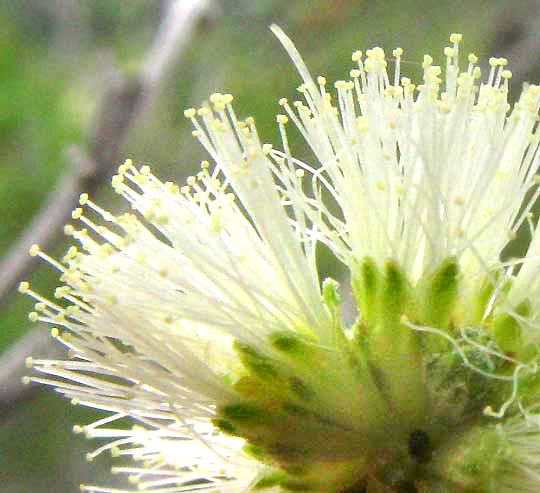 Guajillo Acacia, ACACIA BERLANDIERI, close-up showing many stamens arising from each flower