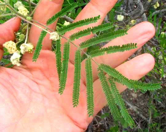 Guajillo Acacia, ACACIA BERLANDIERI, leaves