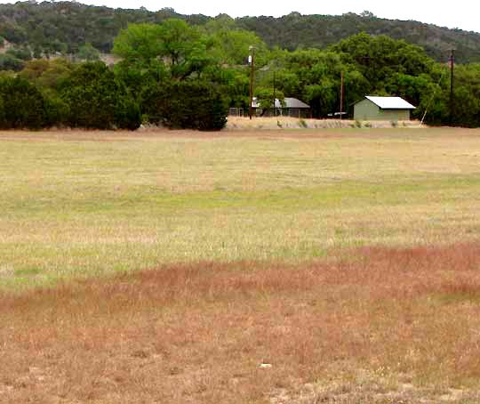 Purple Three-awn Grass, ARISTIDA PURPUREA, forming purple patch in spring field