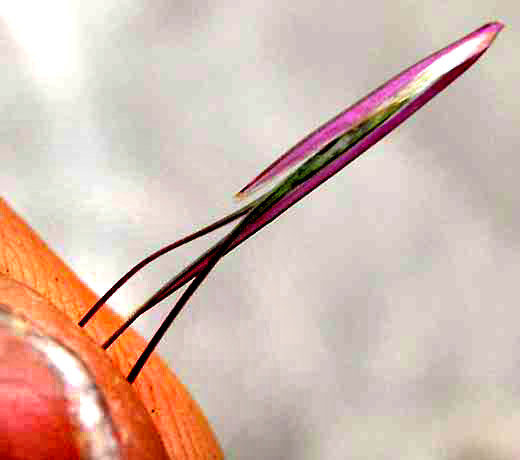 Purple Three-awn Grass, ARISTIDA PURPUREA, floret