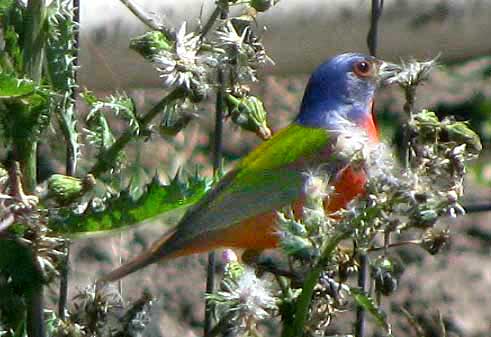Painted Bunting, PASSERINA CIRIS, male eating sow thistle achenes