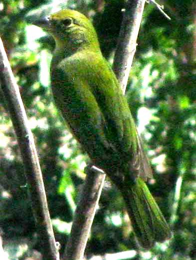 Painted Bunting, PASSERINA CIRIS, female showing back