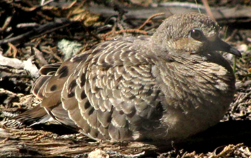 Common Ground Dove, COLUMBINA PASSERINA, with feathers fluffed up