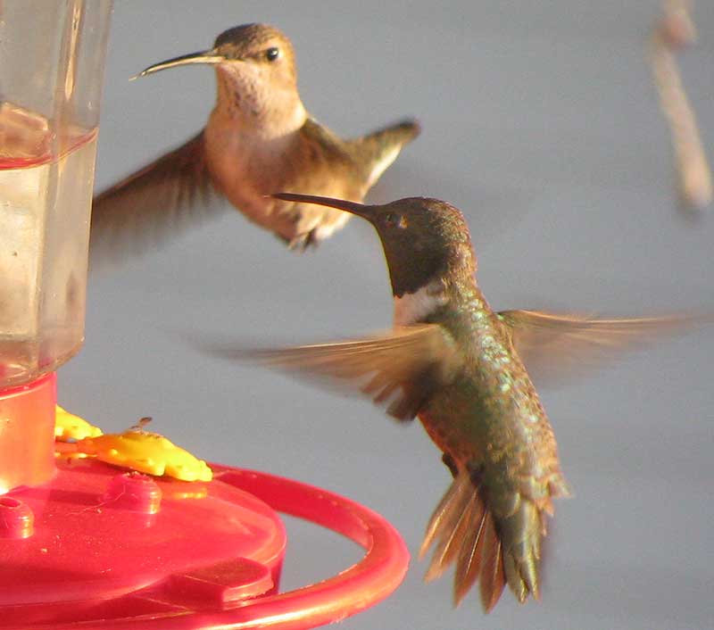 Black-chinned Hummingbird, ARCHILOCHUS ALEXANDRI, male & female at feeder
