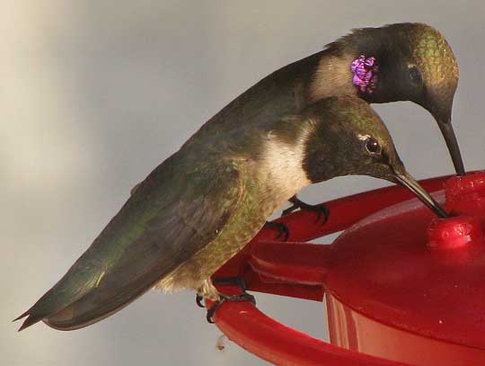 Black-chinned Hummingbird, ARCHILOCHUS ALEXANDRI, showing iridescent purple on throat