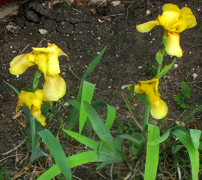 German Iris, IRIS GERMANICA 'Lemonyellow'