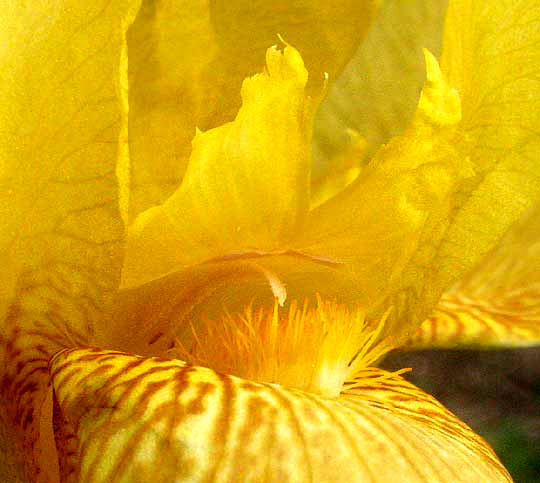 German Iris, IRIS GERMANICA 'Lemonyellow', beard on falls and style arm