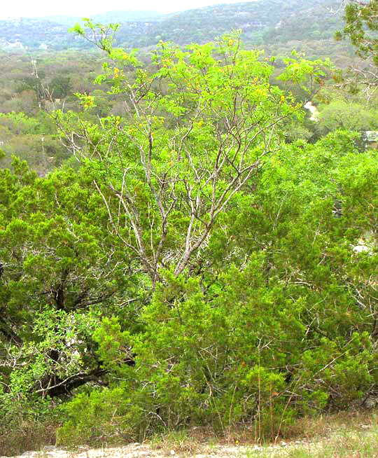 Goldenball Leadtree, LEUCAENA RETUSA, flowering tree