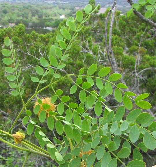 Goldenball Leadtree, LEUCAENA RETUSA, leaf