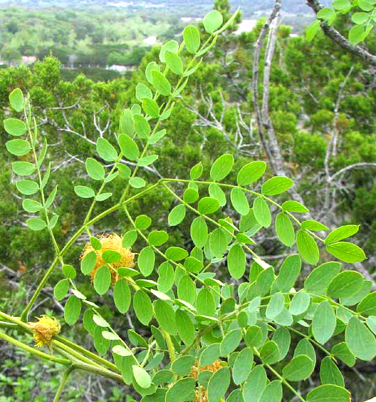 Goldenball Leadtree, LEUCAENA RETUSA, leaf