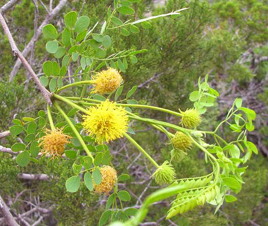 Goldenball Leadtree, LEUCAENA RETUSA, golden flower heads