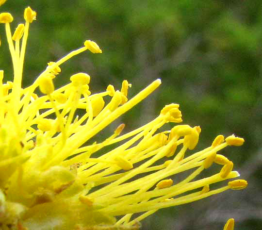 Goldenball Leadtree, LEUCAENA RETUSA, close-up of stamens