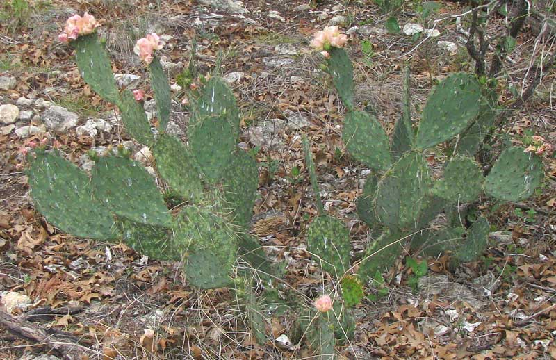 Texas Pricklypear, Opuntia engelmannii var. lindheimeri, flowering