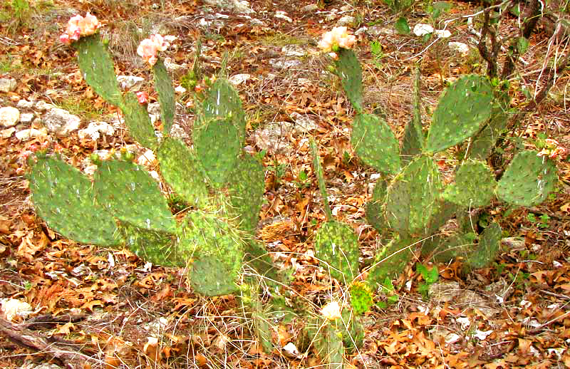 Texas Pricklypear, Opuntia engelmannii var. lindheimeri, flowering