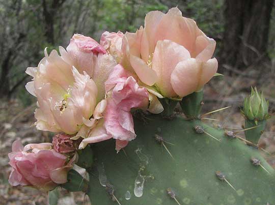 Texas Pricklypear, Opuntia engelmannii var. lindheimeri, flowers