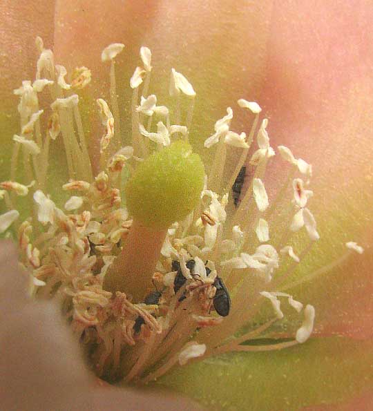 Texas Pricklypear, Opuntia engelmannii var. lindheimeri, interior of flower showing greenish stigma
