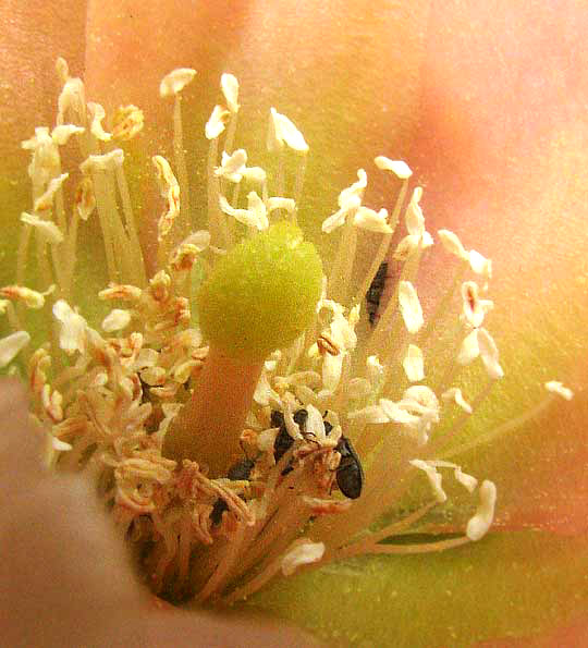 Texas Pricklypear, Opuntia engelmannii var. lindheimeri, interior of flower showing greenish stigma