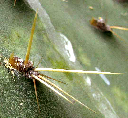 Opuntia engelmannii areoles