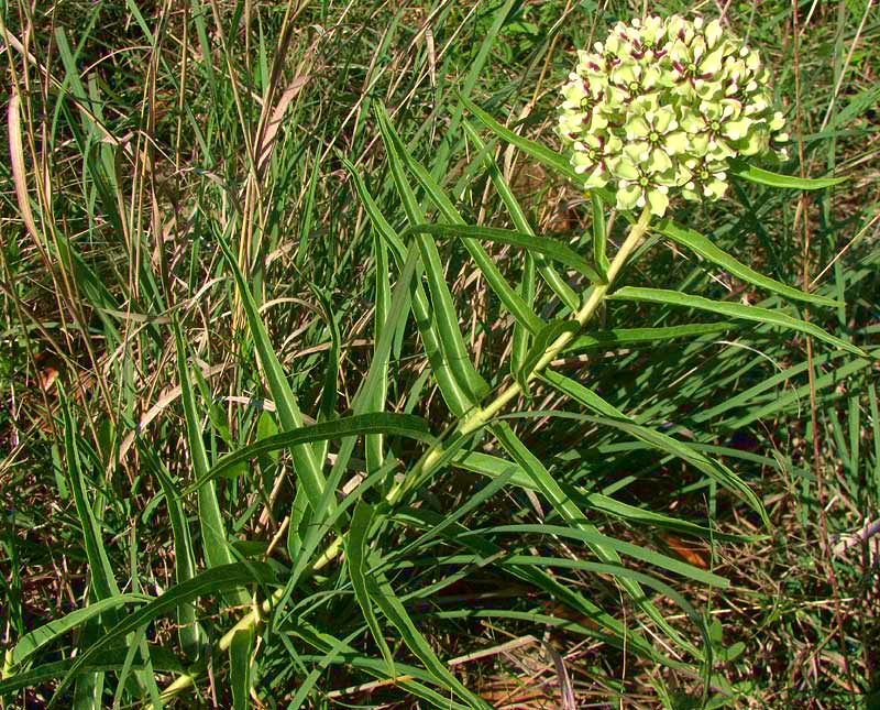 Antelope Horns o Spider Milkweed ASCLEPIAS ASPERULA