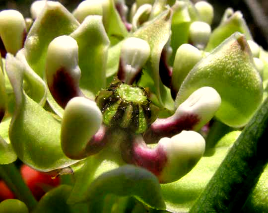 Antelope Horns o Spider Milkweed ASCLEPIAS ASPERULA, flower close-up