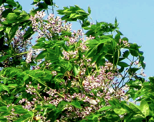 Chinaberry, MELIA AZEDARACH