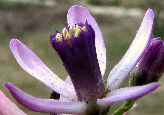 Chinaberry, MELIA AZEDARACH, flower