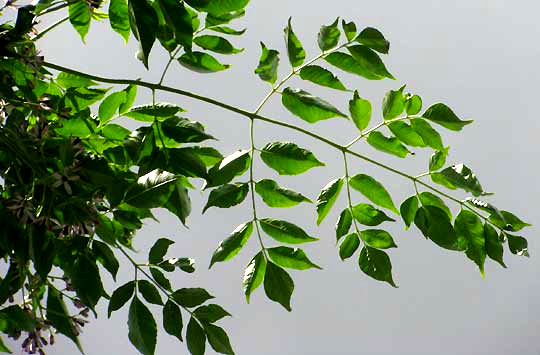 Chinaberry, MELIA AZEDARACH, compound leaf