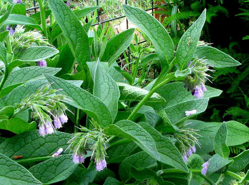 Common Comfrey, SYMPHYTUM OFFICINALE