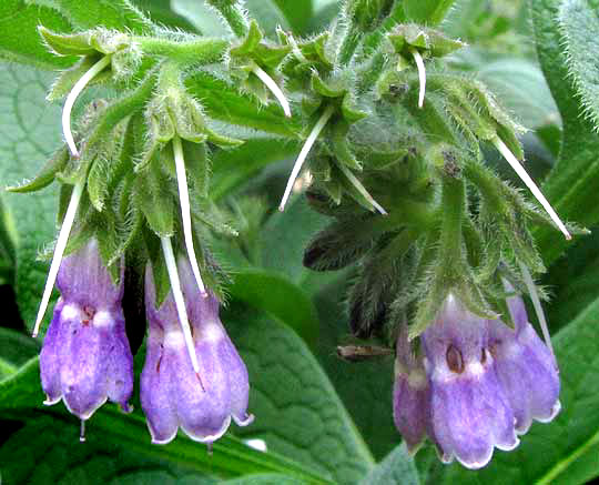 Common Comfrey, SYMPHYTUM OFFICINALE, flowers