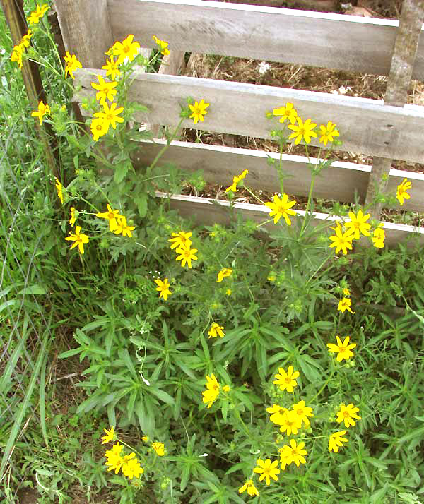 Engelmann's Daisy, ENGELMANNIA PERISTENIA