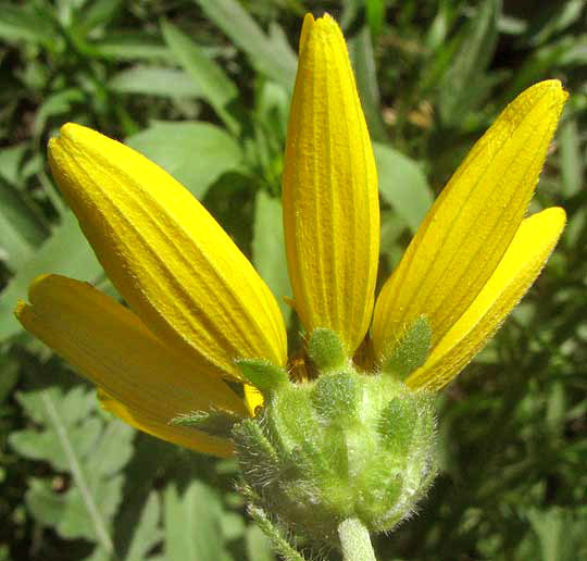 Engelmann's Daisy, ENGELMANNIA PERISTENIA, phyllaries