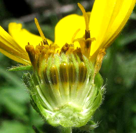 Engelmann's Daisy, ENGELMANNIA PERISTENIA, broken open head showing disc flowers