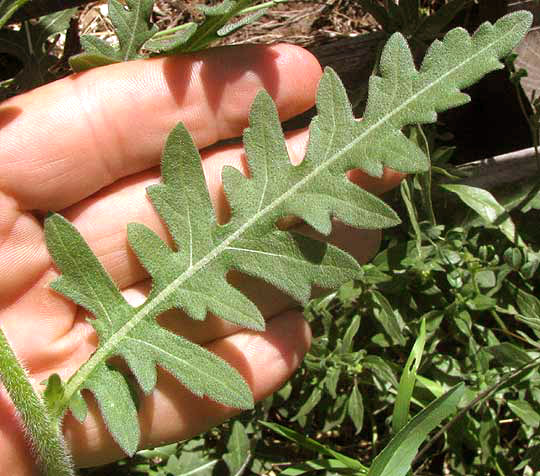 Engelmann's Daisy, ENGELMANNIA PERISTENIA, deeply lobed leaf