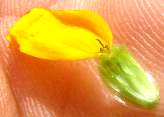 Engelmann's Daisy, ENGELMANNIA PERISTENIA, ray flower cypsela