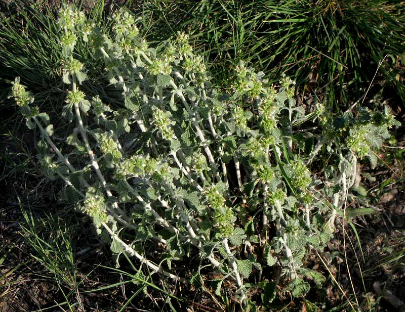 Horehound, MARRUBIUM VULGARE