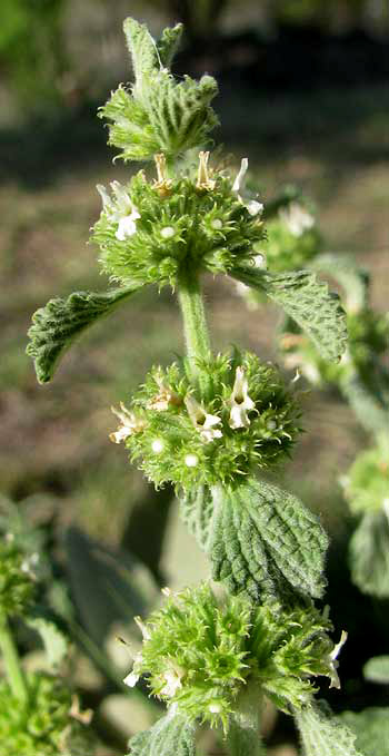 Horehound, MARRUBIUM VULGARE, flower clusters along stem