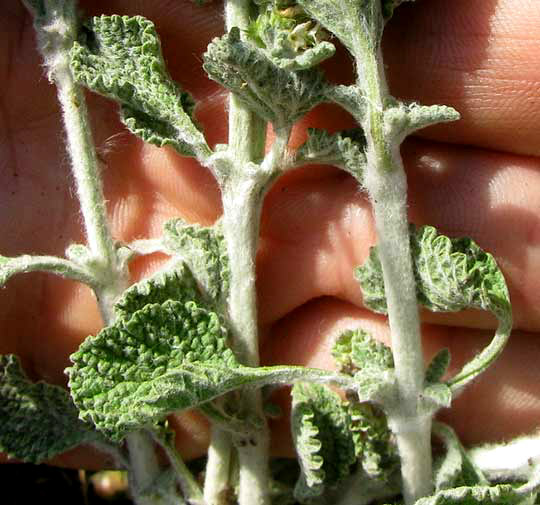 Horehound, MARRUBIUM VULGARE, white-hairy stems and leaves