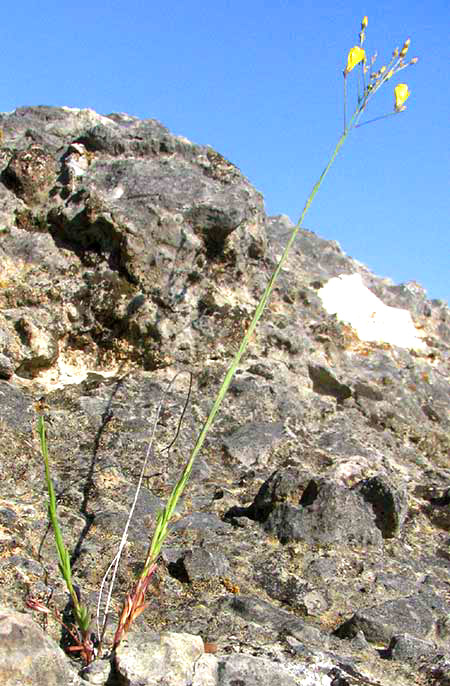 Rock Flax, LINUM RUPESTRE