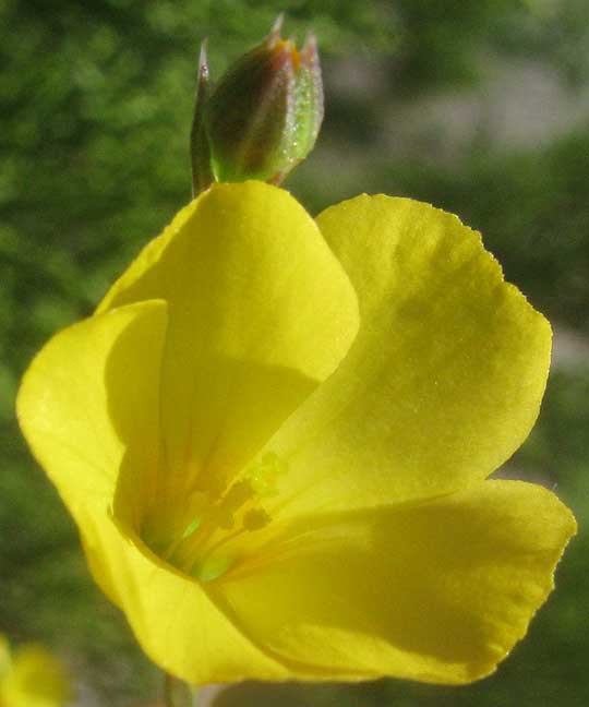 Rock Flax, LINUM RUPESTRE, flower