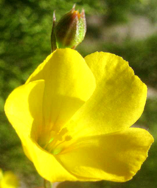 Rock Flax, LINUM RUPESTRE, flower